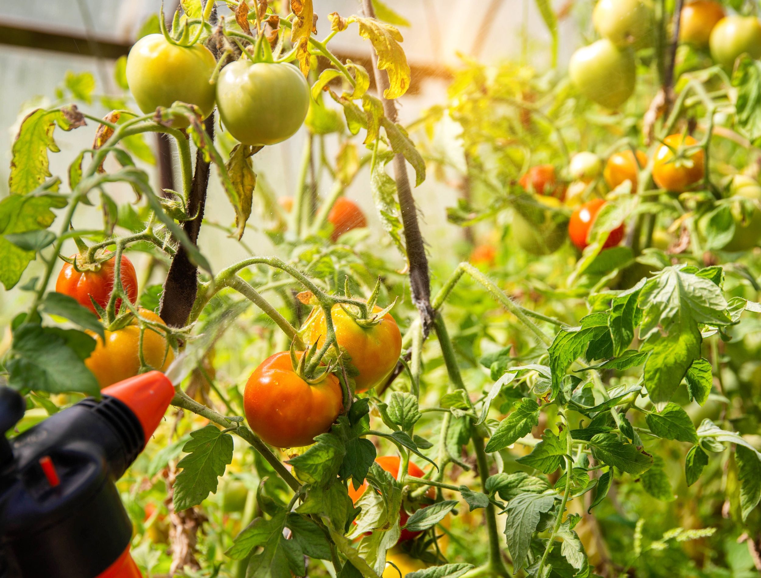 7 Ways To Prevent Tomato Blight