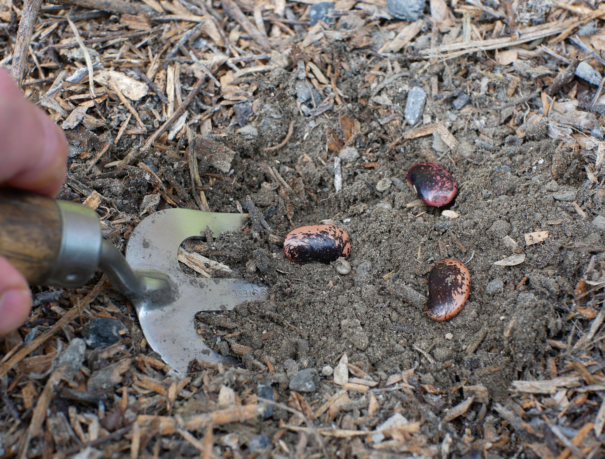 7 Tips for Growing Pinto Beans Planting & Care Guide