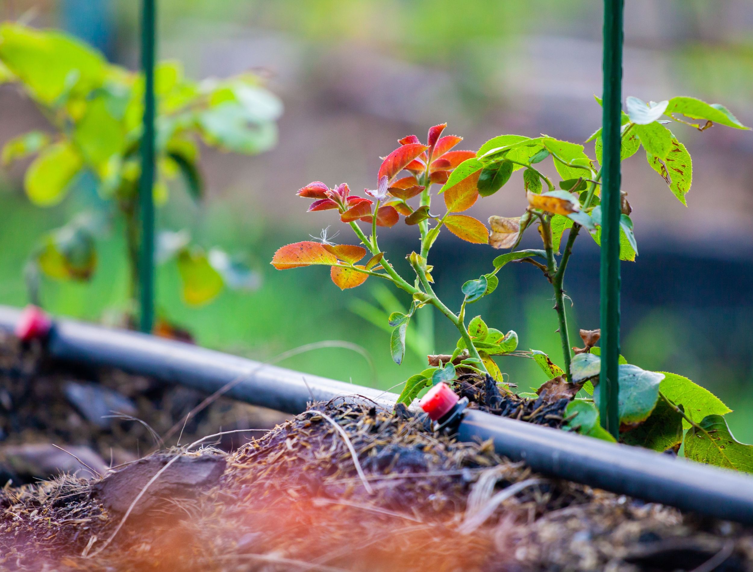 diy-irrigation-systems-6-ways-to-irrigate-your-garden-flipboard