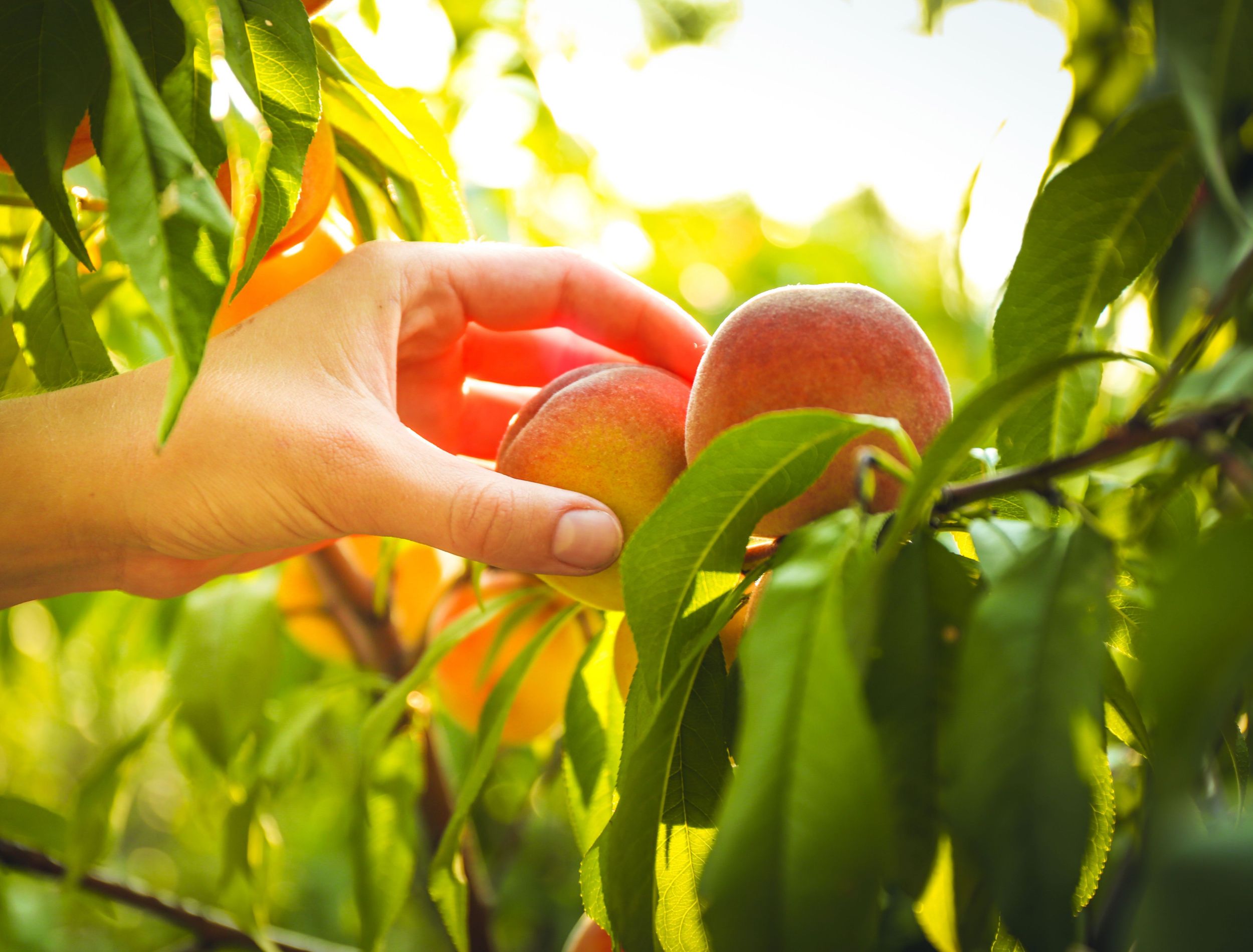 6 Tips on Growing a Peach Tree in Your Backyard