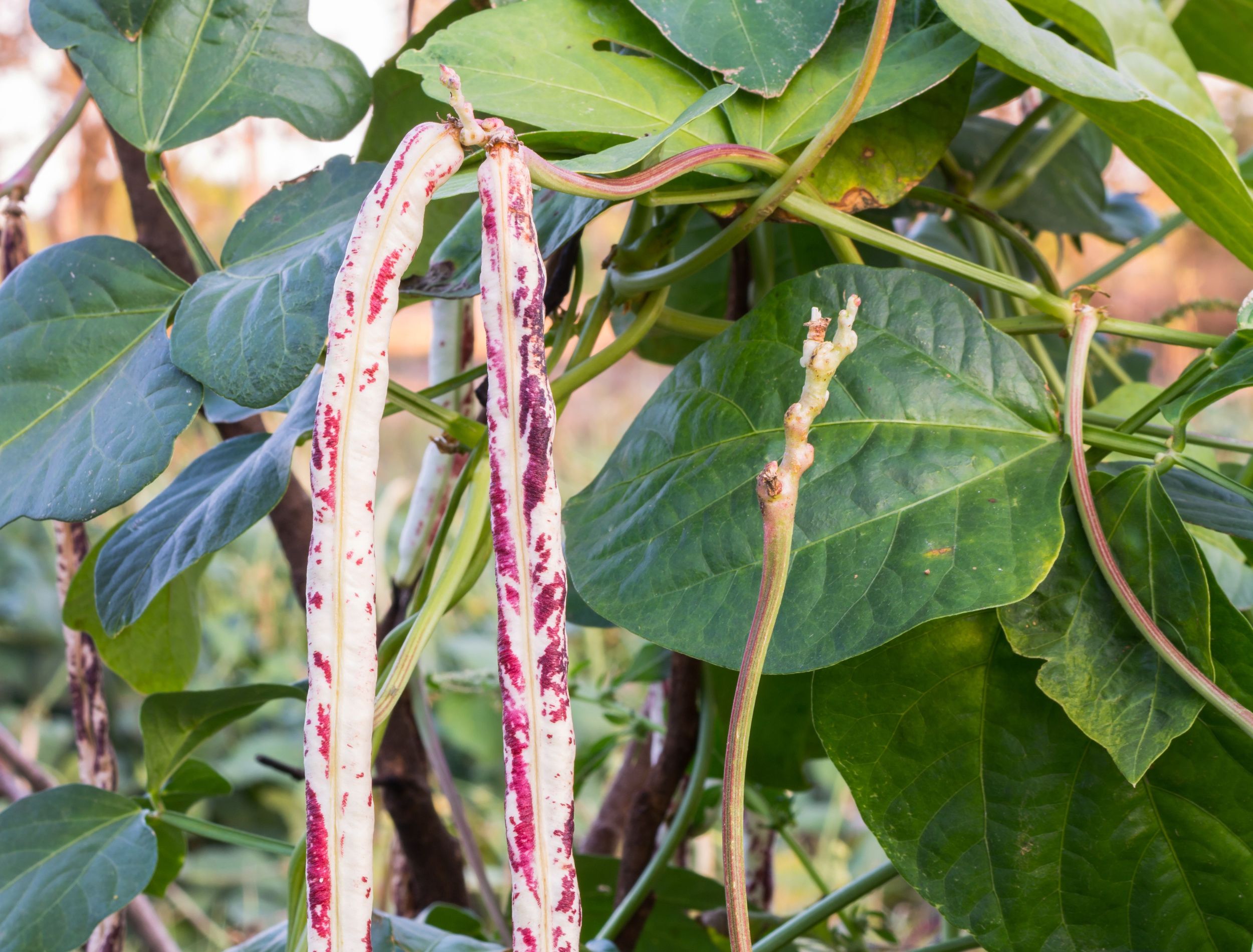 7 Tips for Growing Pinto Beans Planting & Care Guide