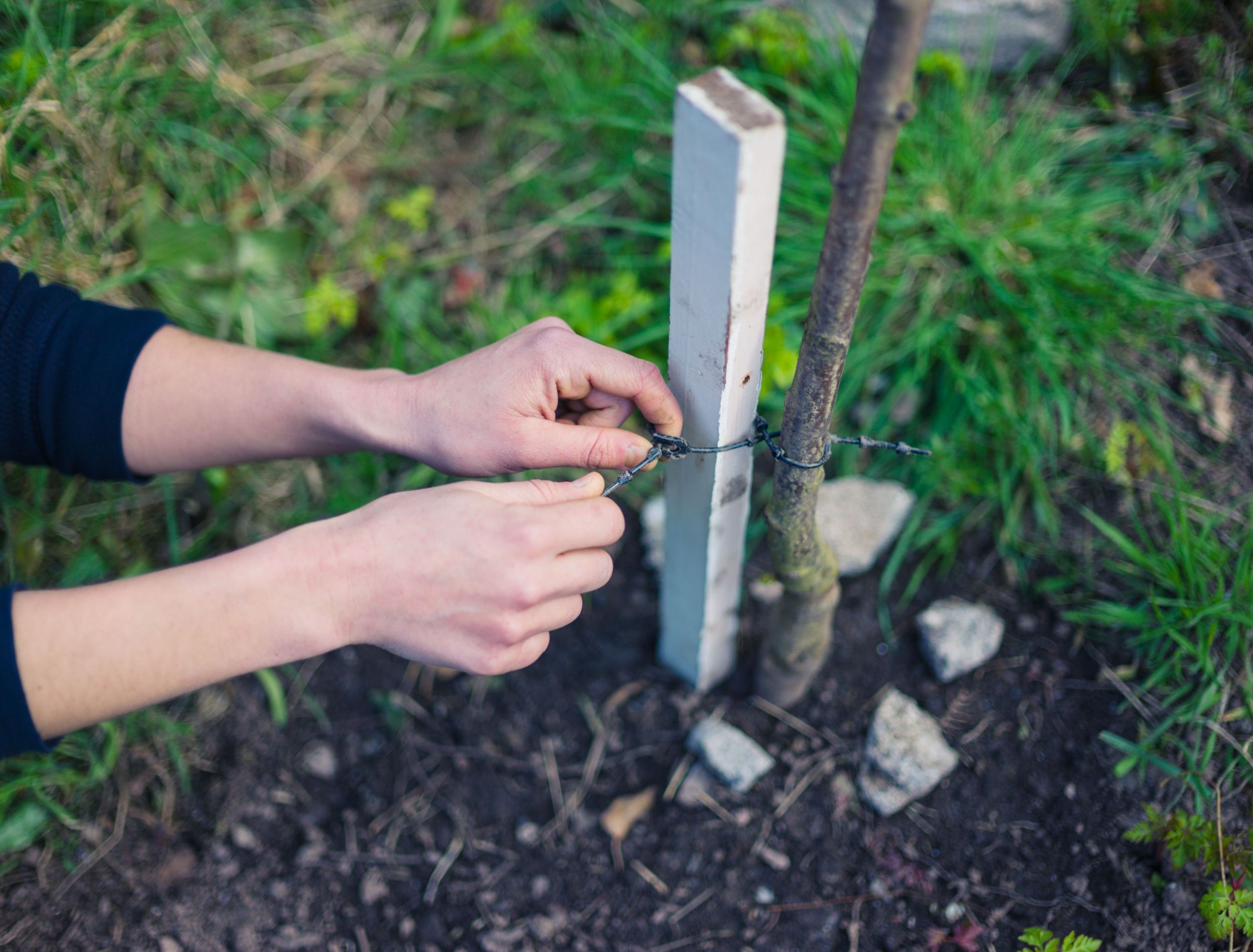 How To Stake Your Newly Planted Tree 5739