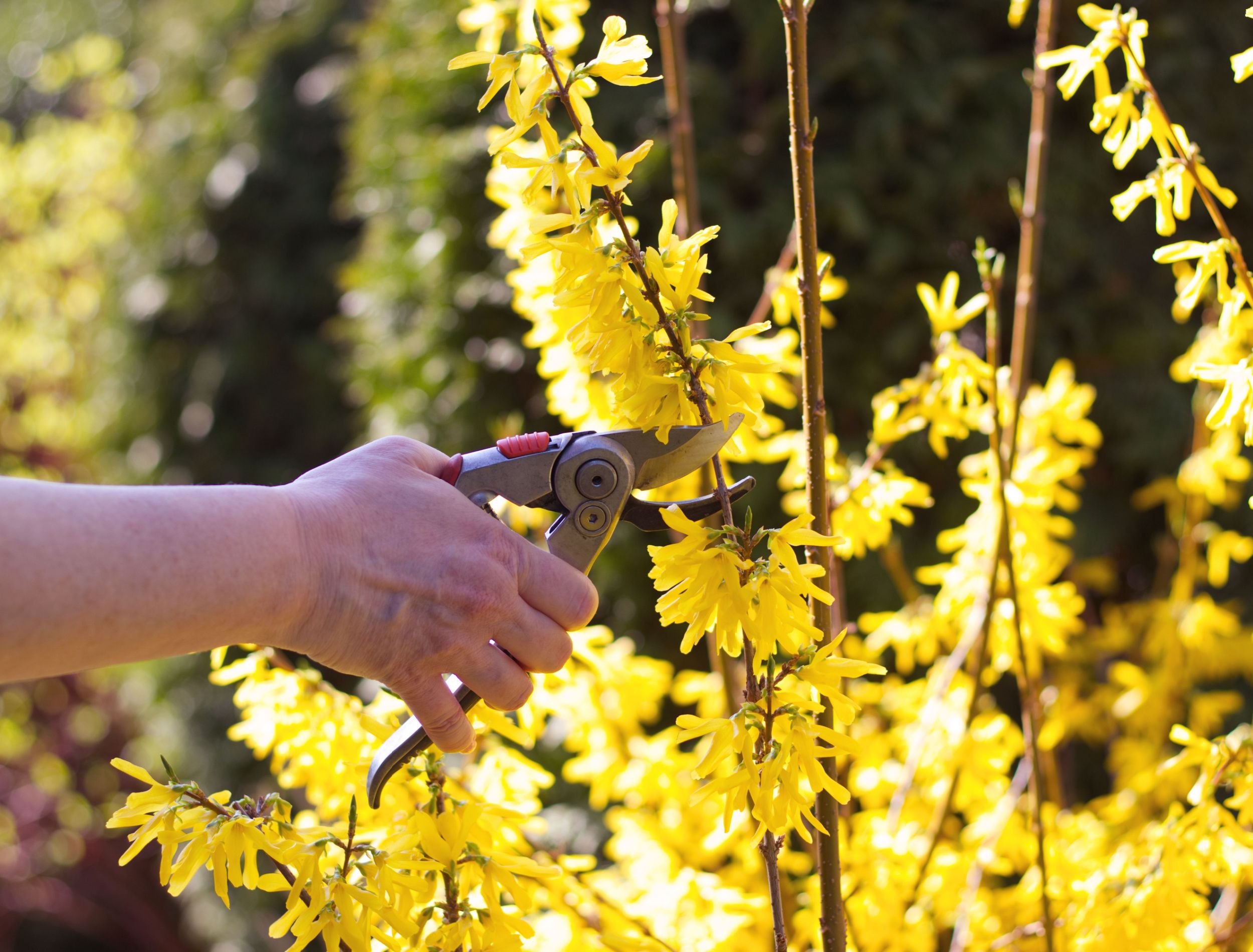 person cutting a stem of forsythia with garden shears