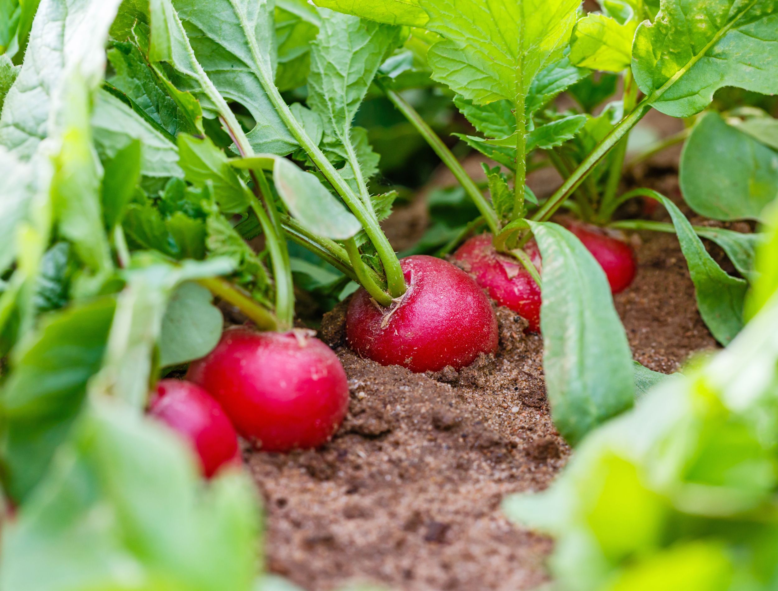 How to Grow Radishes in Your Home Garden
