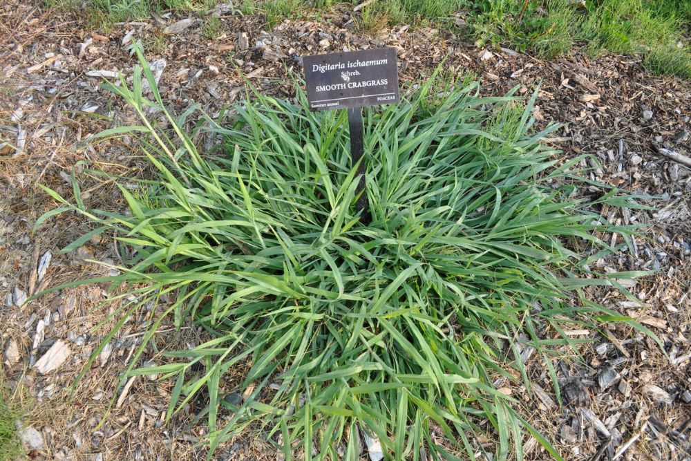 How to Use Baking Soda to Kill Crabgrass