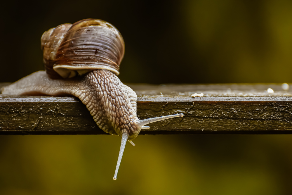 5 Ways to Repel Snails and Slugs From Your Garden