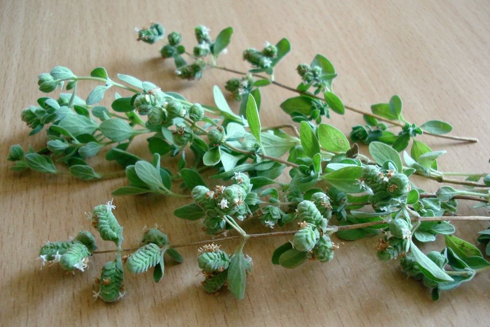 How to Grow Oregano in Your Herb Garden