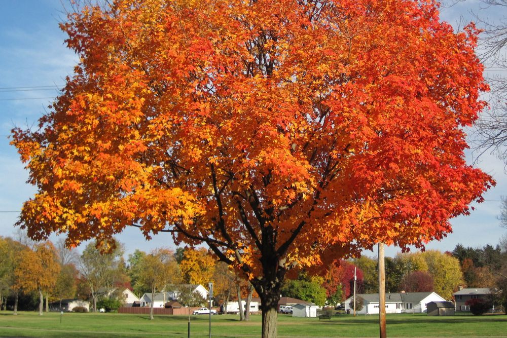 6 Types of Maple Trees for Your Landscape