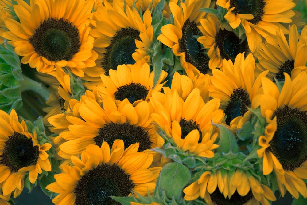 A collection of sunflowers blooming in a field.