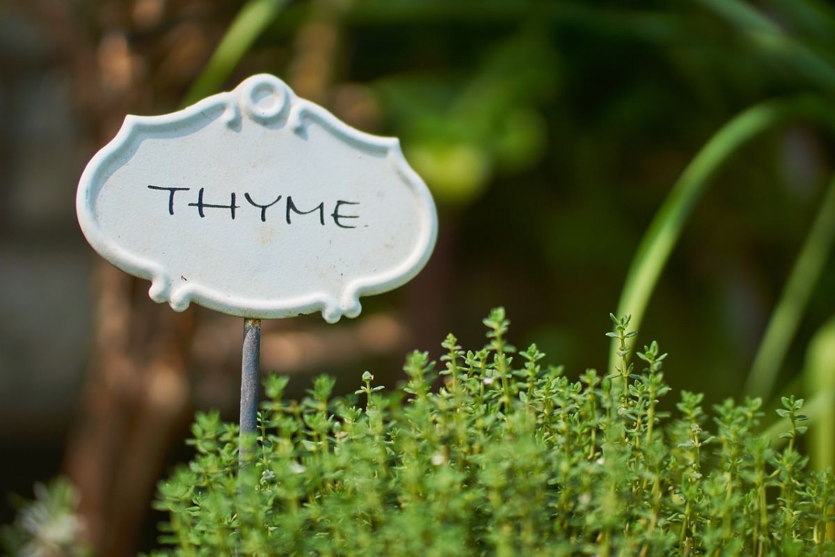 growing thyme in container space growing thyme in container space