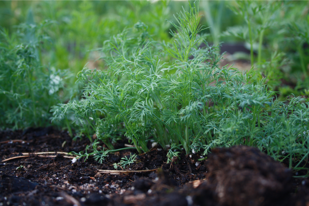 7 Tips For Growing Dill in Pots