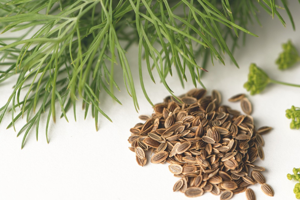 7 Tips For Growing Dill in Pots