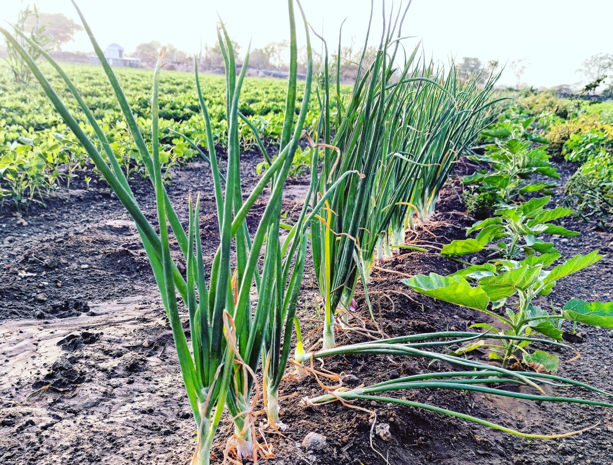 Why You Should Use Epsom Salt on Your Onion Plants