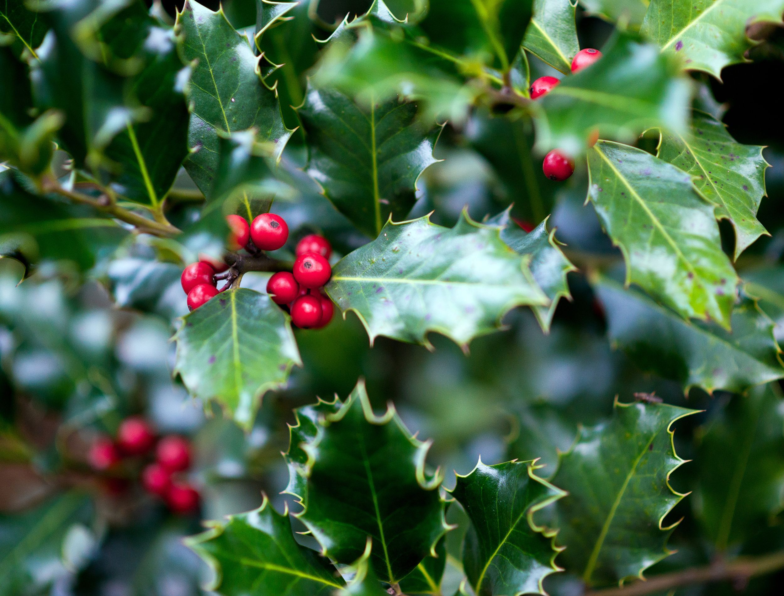 Transform Your Landscape with Holly