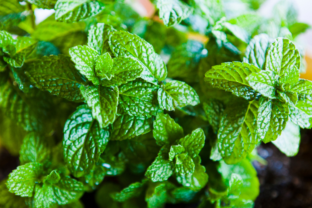 How to Properly Prune Mint