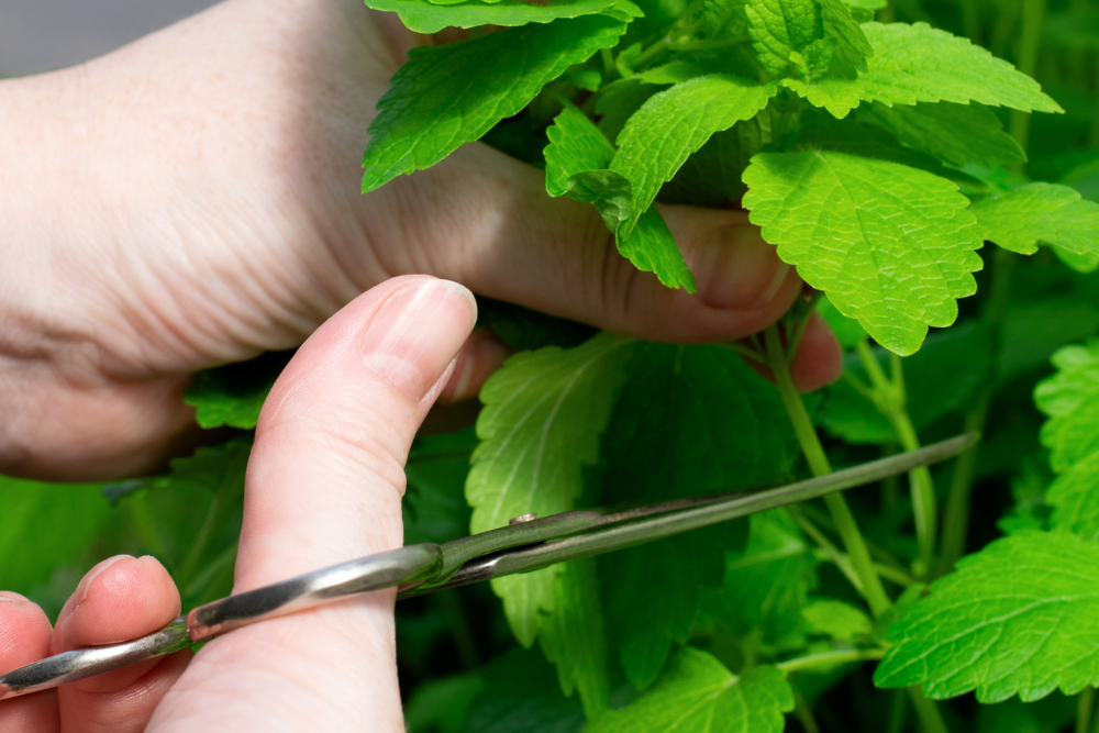 How to prune mint