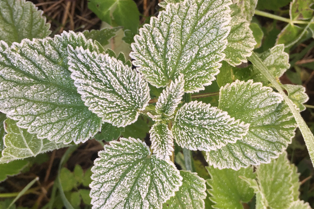 How to Properly Prune Mint