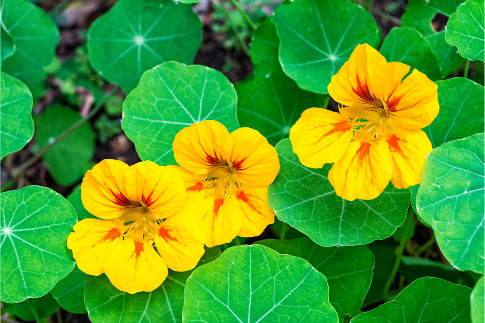 6 Reasons to Plant Nasturtiums With Your Tomatoes