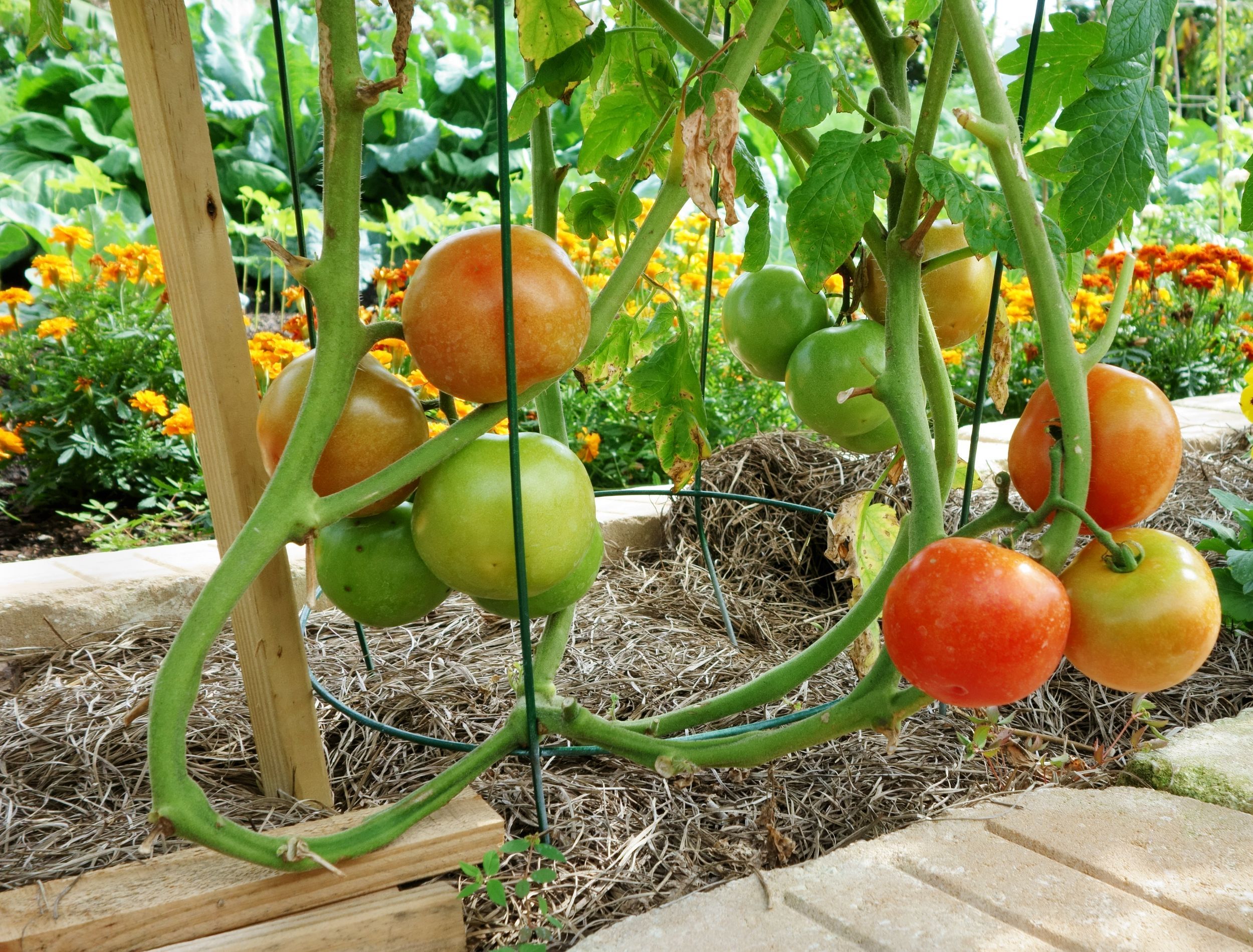 6 Reasons to Plant Nasturtiums With Your Tomatoes