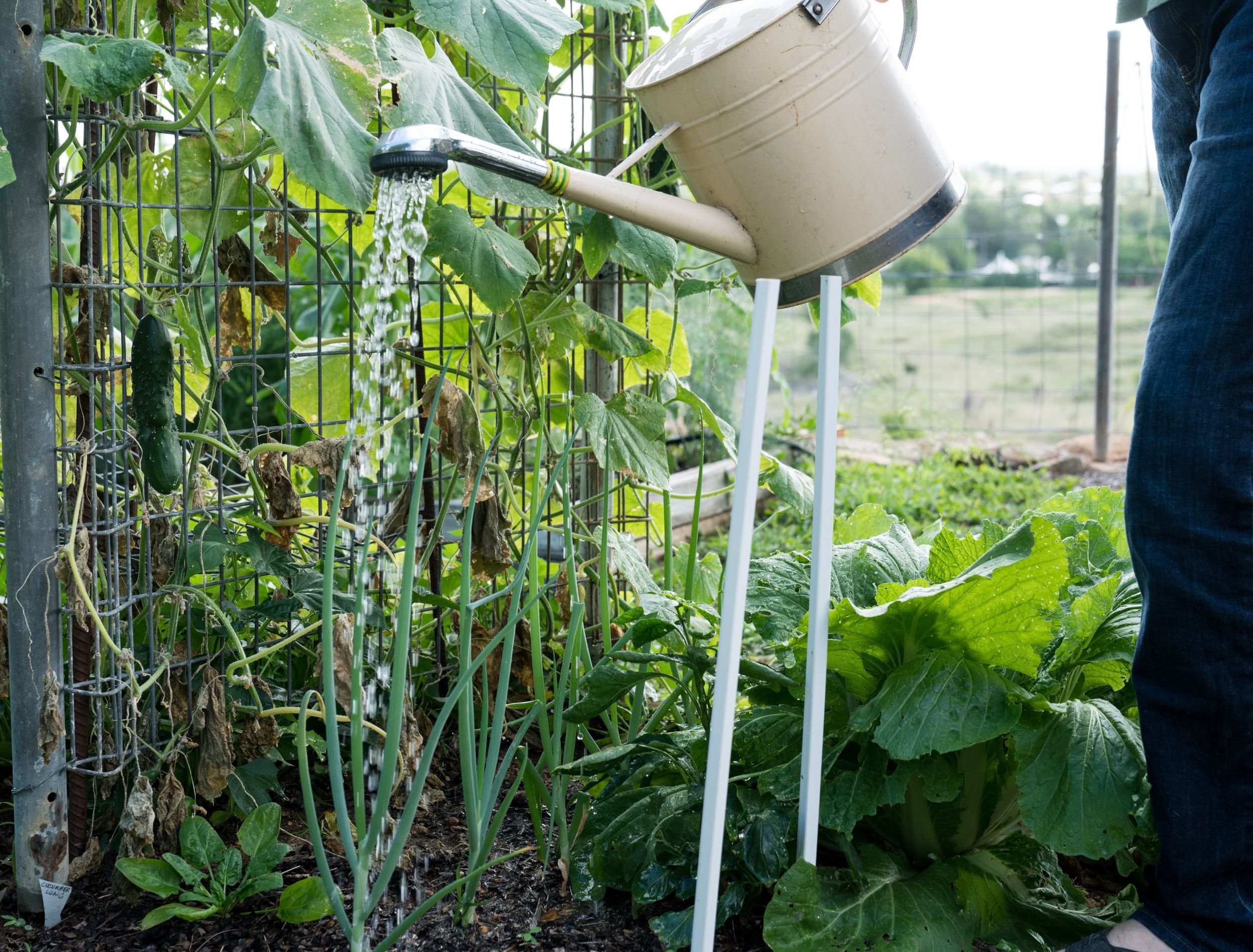 How to Fertilize Your Cucumber Plants