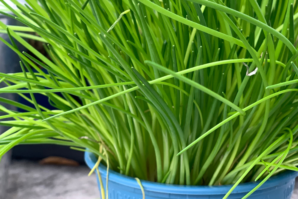 How to Grow Chives in Pots