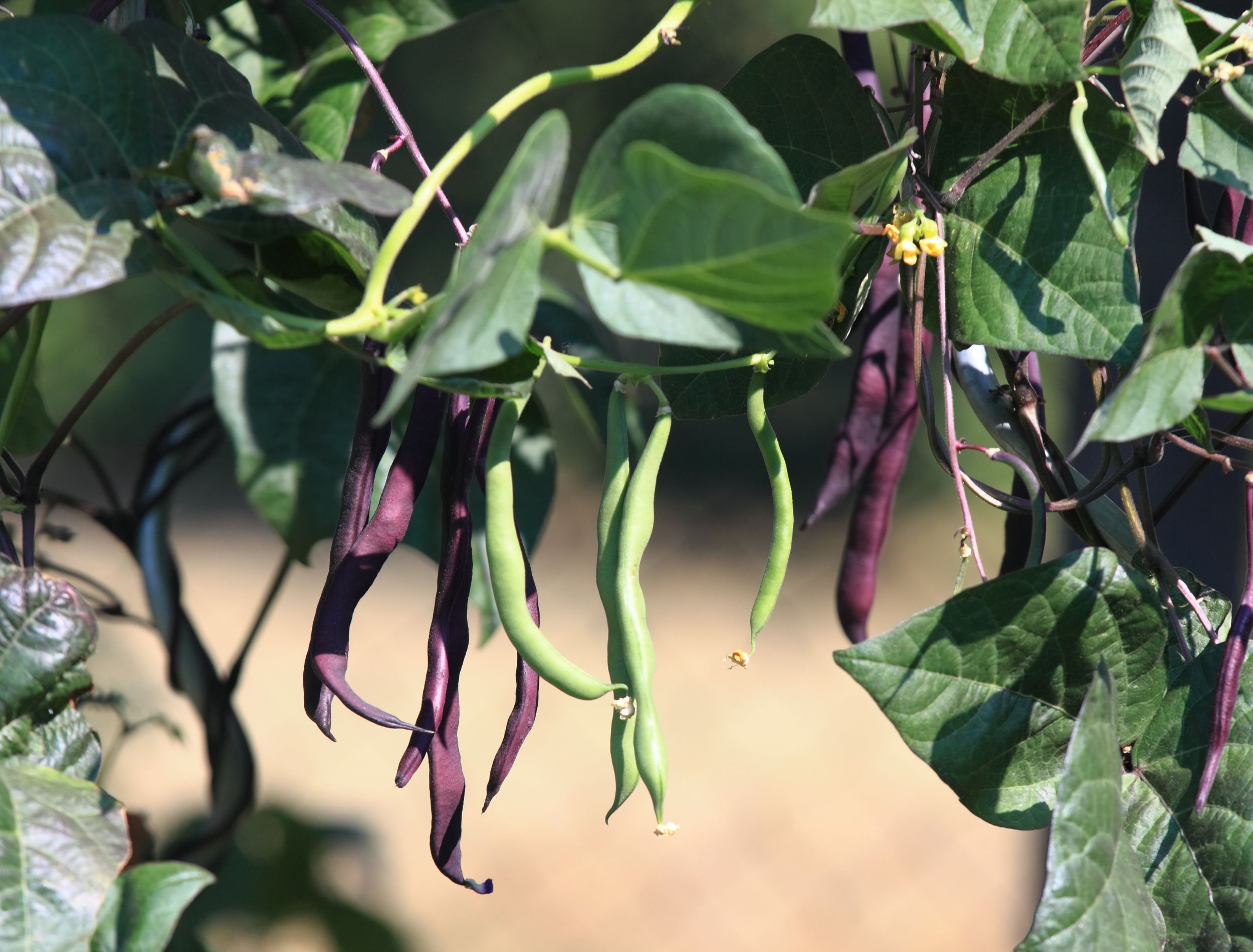 6 Plants That Don't Like Epsom Salt