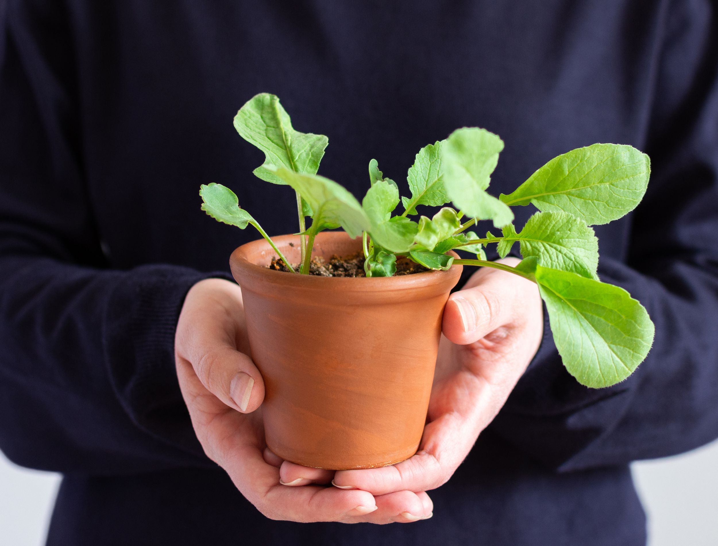Growing Radishes in Pots Expert Tips for a Successful Harvest