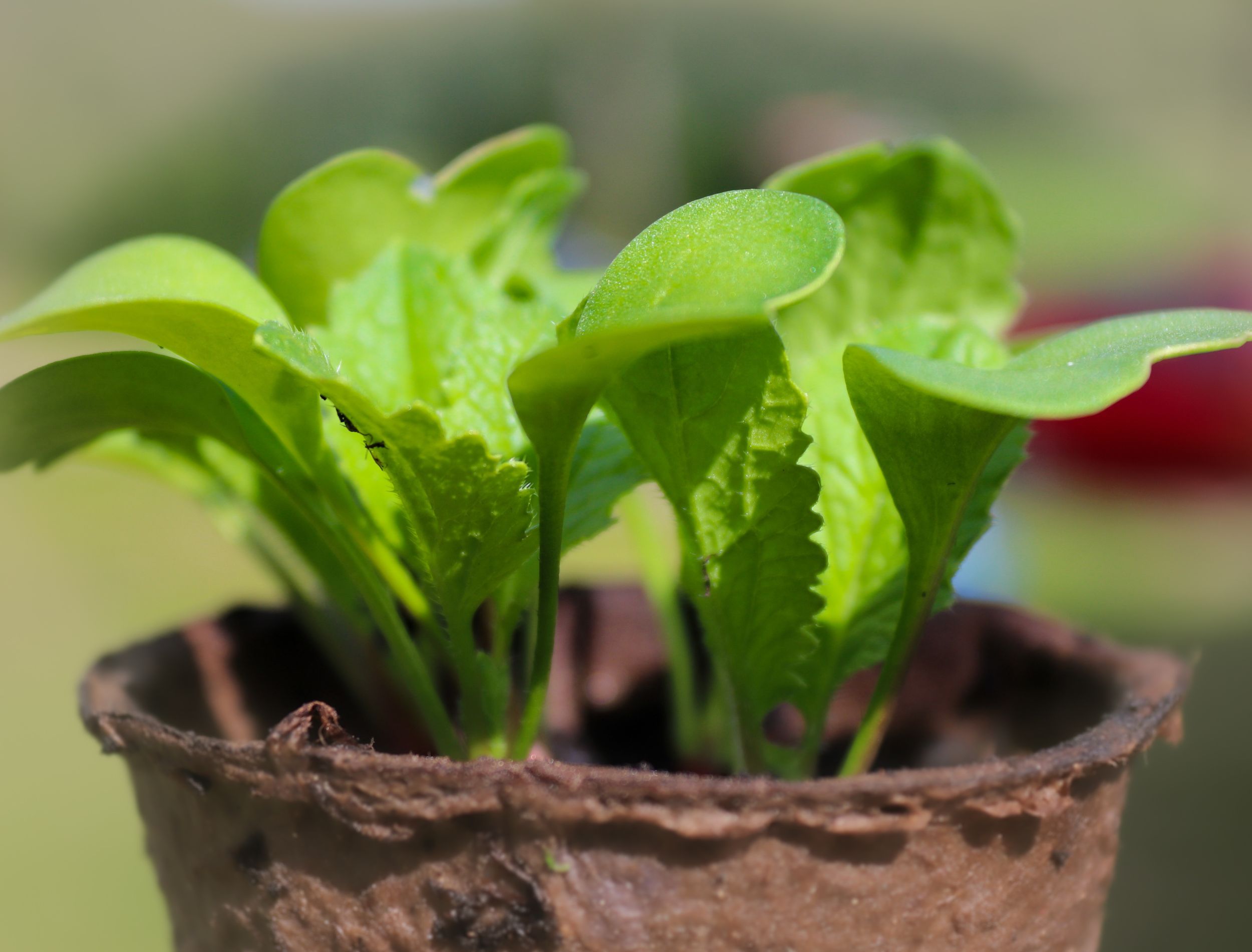 Growing Radishes in Pots Expert Tips for a Successful Harvest