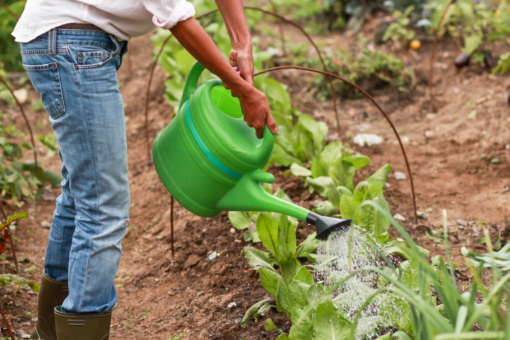 How to Water Your Vegetable Garden