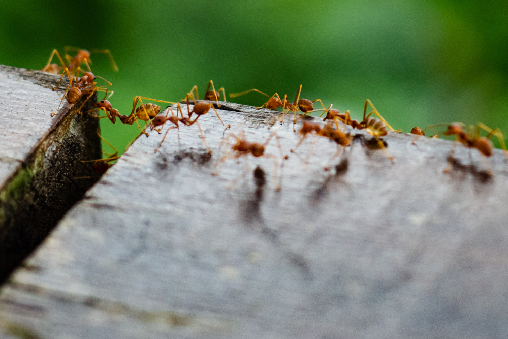 How to Use Coffee Grounds to Repel Ants From Your Garden
