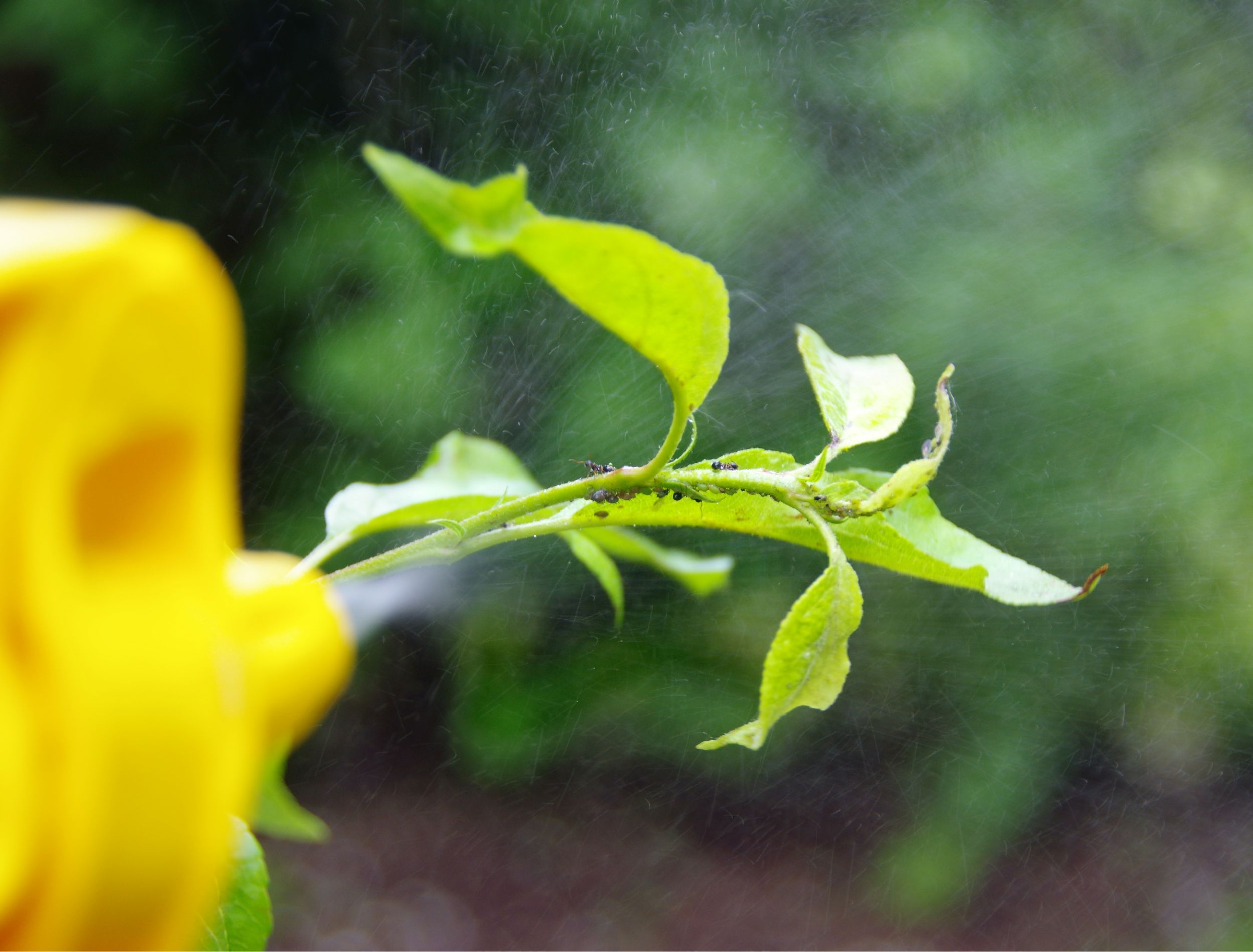 How To Use Baking Soda To Kill Aphids Flipboard