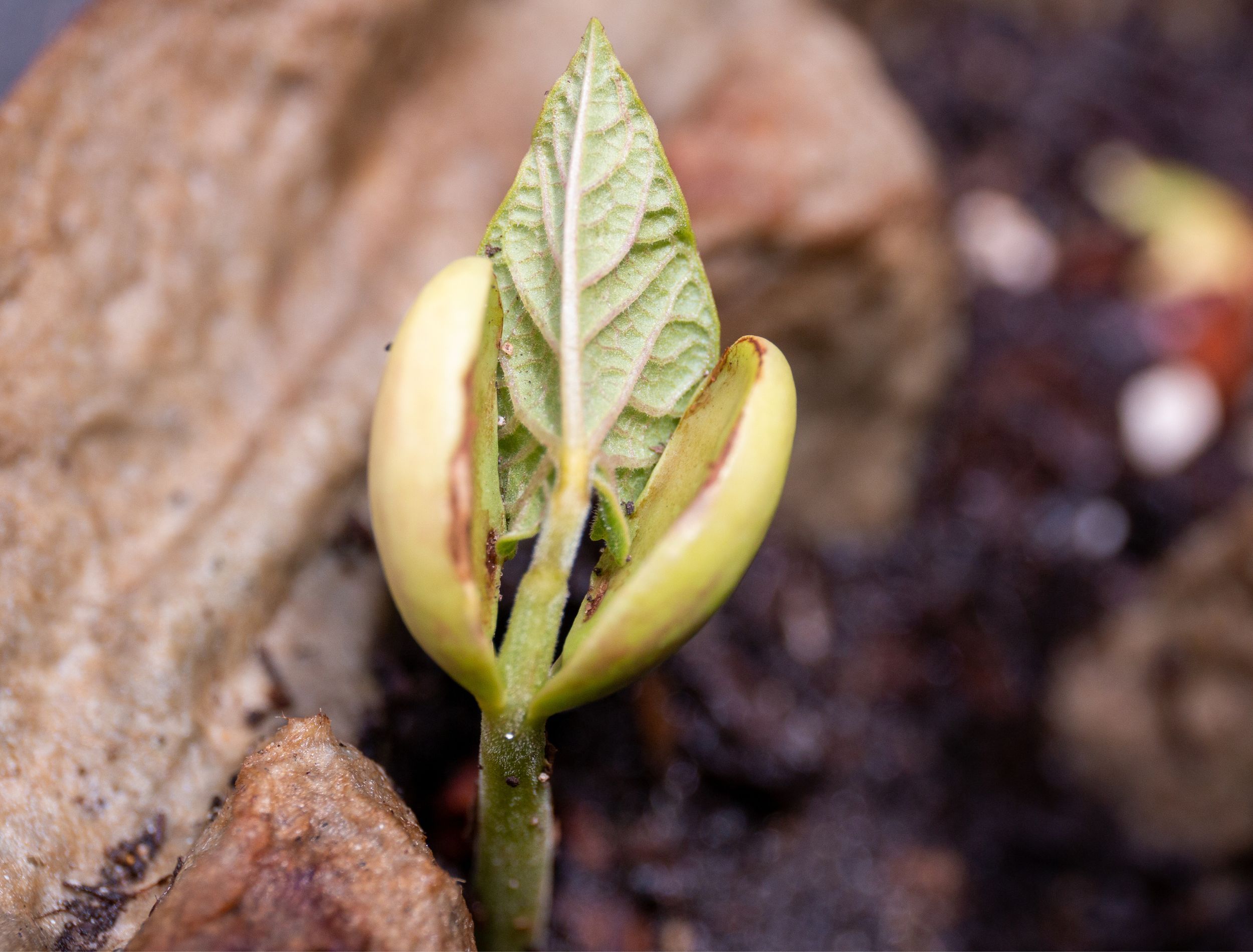 7 Tips for Growing Pinto Beans Planting & Care Guide