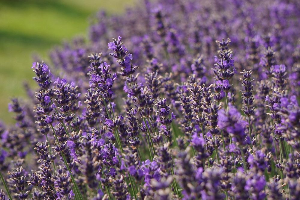 6 Tips For Growing Lavender in Your Garden
