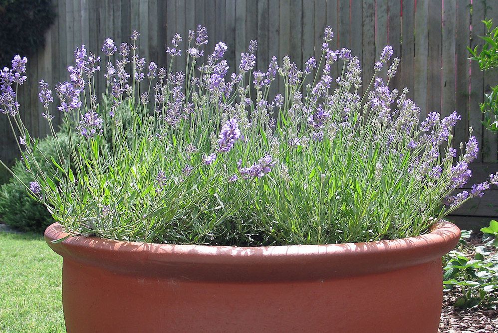 Lavender planted outdoors in an extra large terra cotta pot