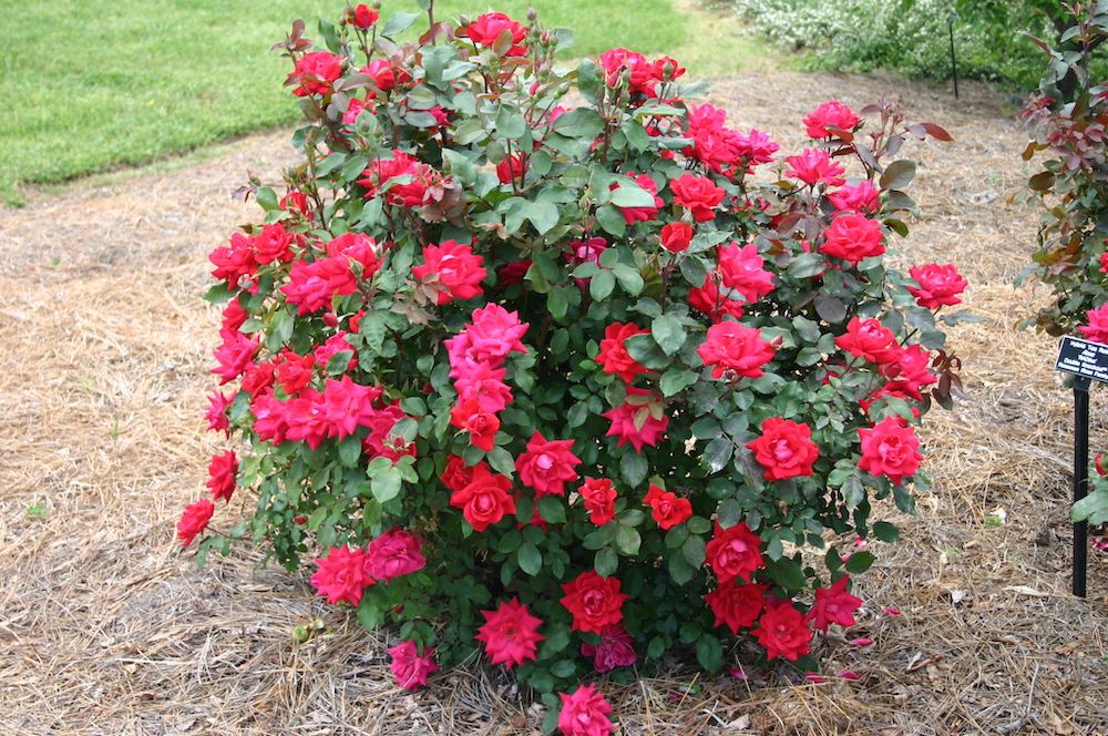 7 Tips for Growing Knock Out Roses