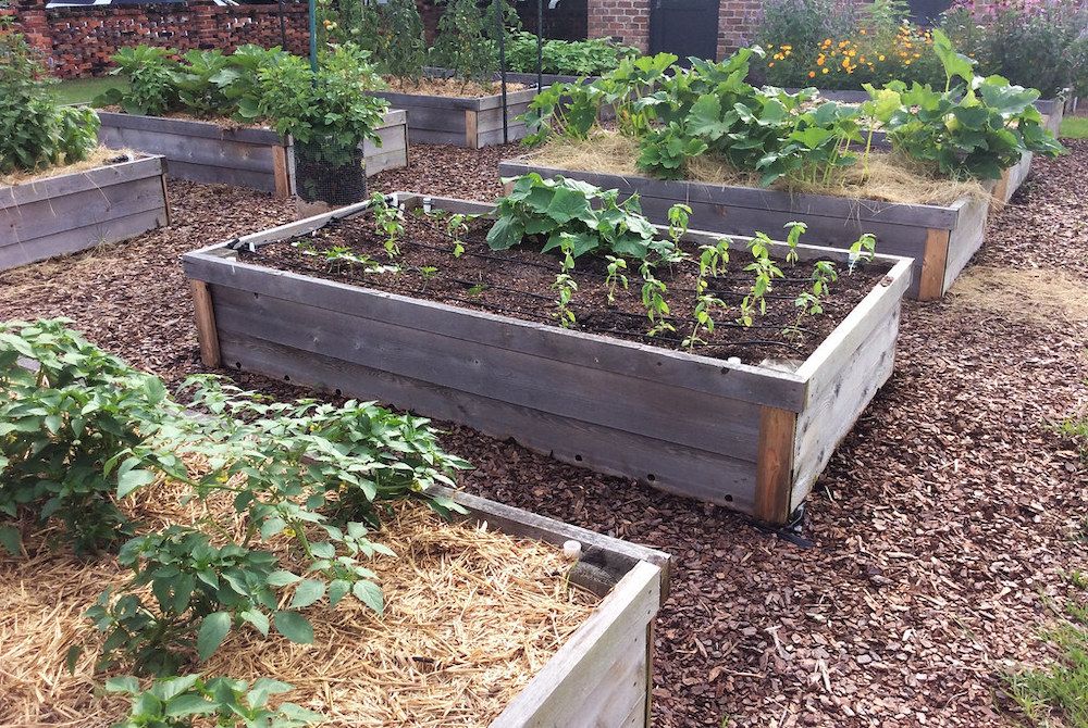 9 Tips for Growing Broccoli in Raised Beds