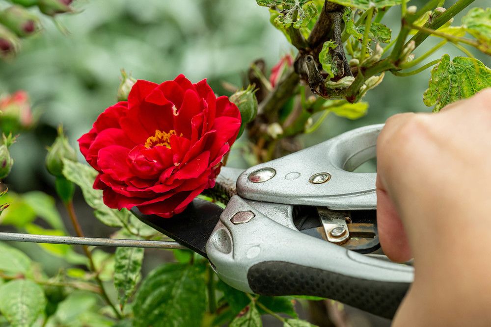 Hand holding a pair of pruning sheers and trimming a red rose