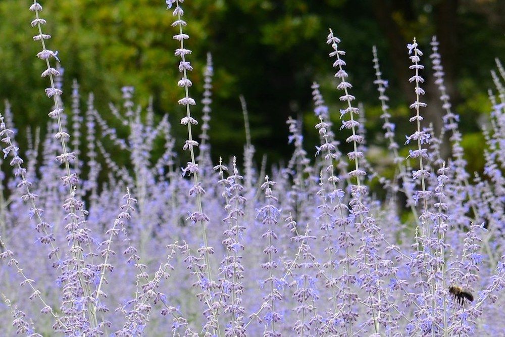 Image of Russian Sage