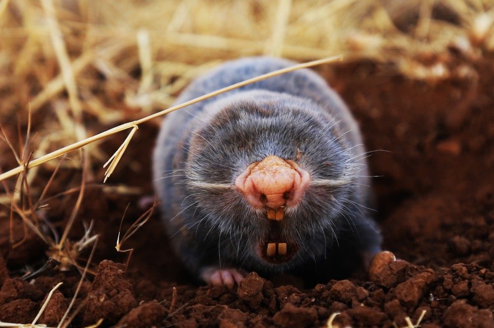 Bid Farewell To Moles With These 5 Plants That Keep Your Yard Mole Free bid-farewell-to-moles-with-these-5-plants-that-keep-your-yard-mole-free
