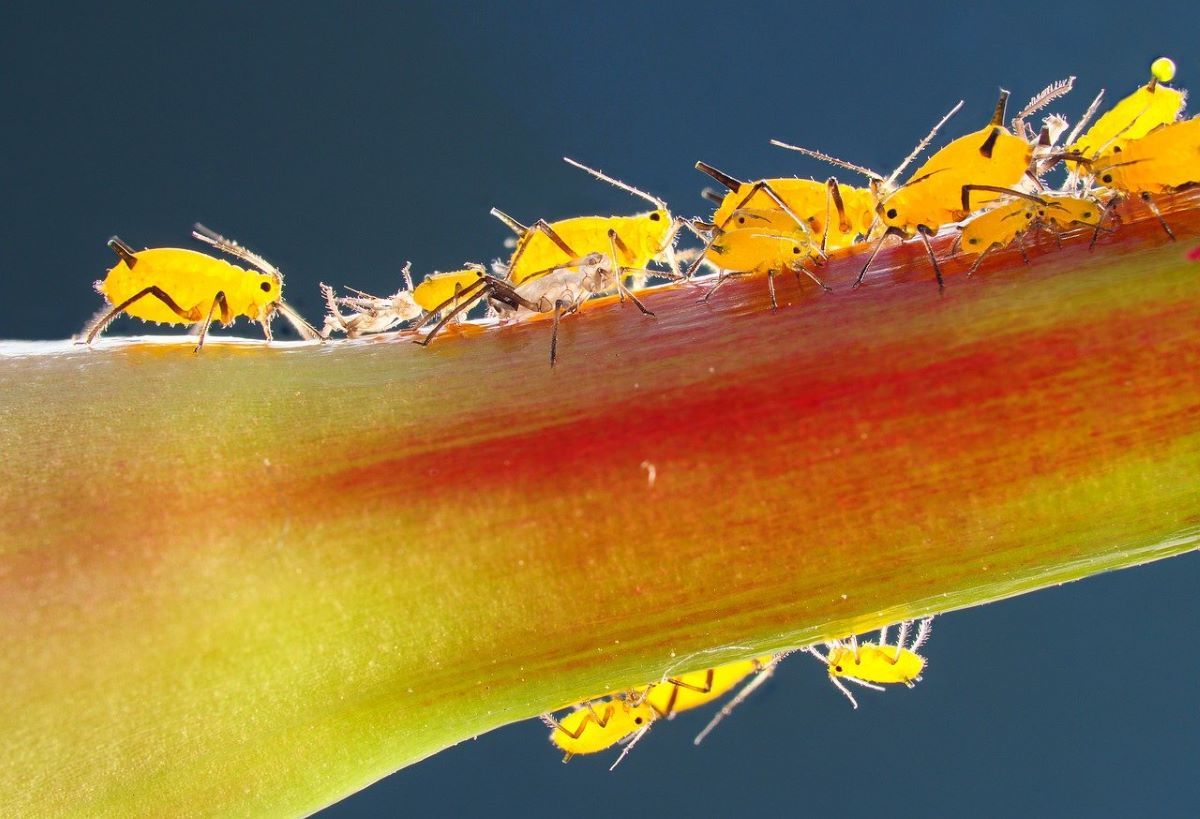 Yellow aphids crawling on a plant stem.