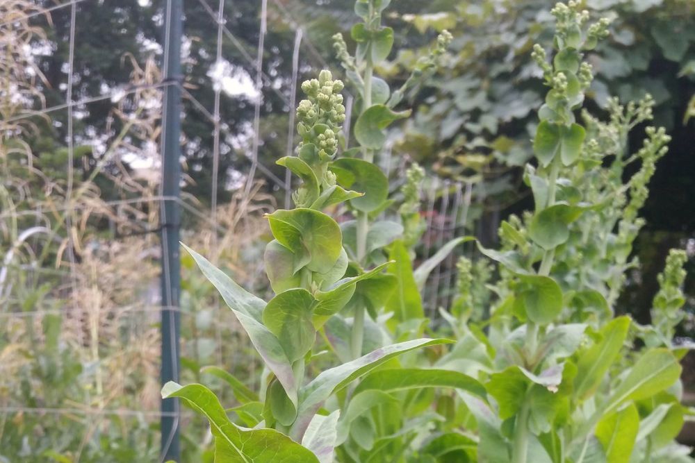 6 Ways to Prevent Bolted Lettuce