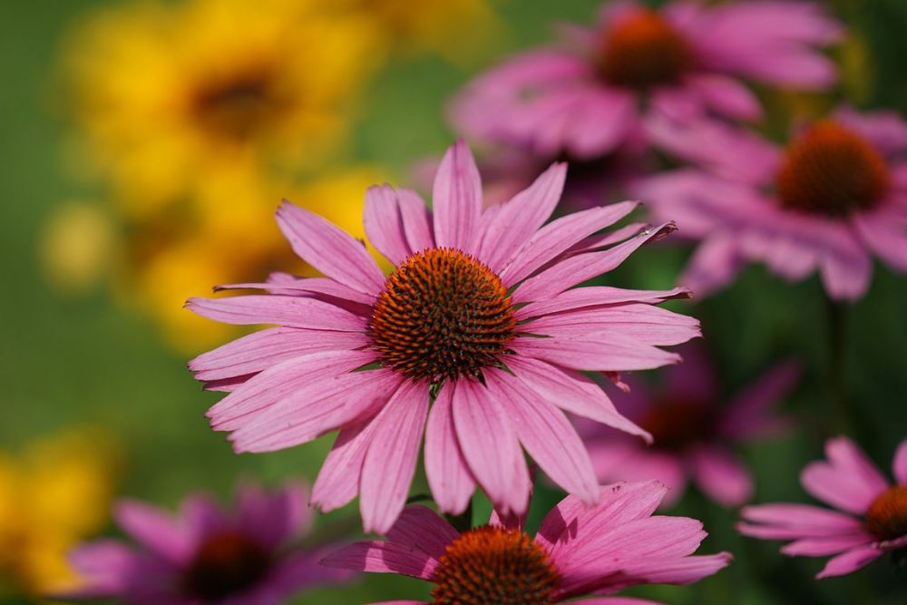 Coneflowers blooming vibrantly