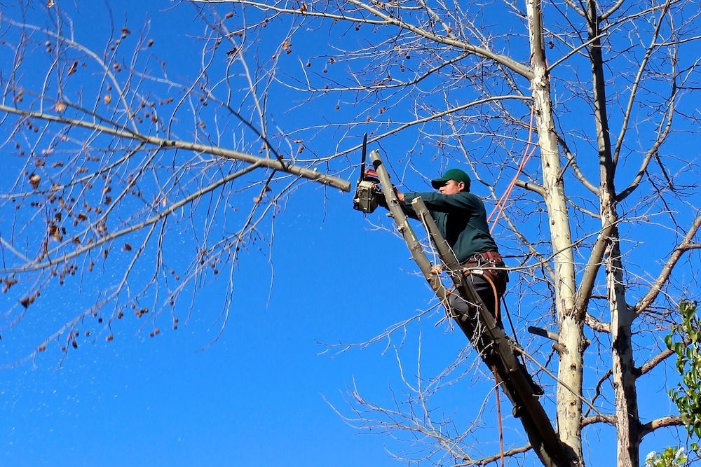 person sawing off tree branch