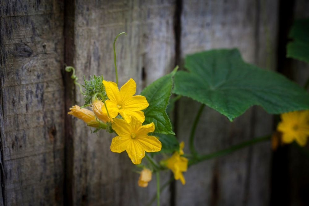 How to Properly Prune Your Cucumber Plants