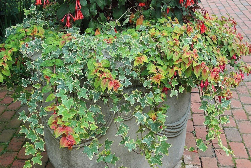 6 Best Spiller Plants For Your Container Garden