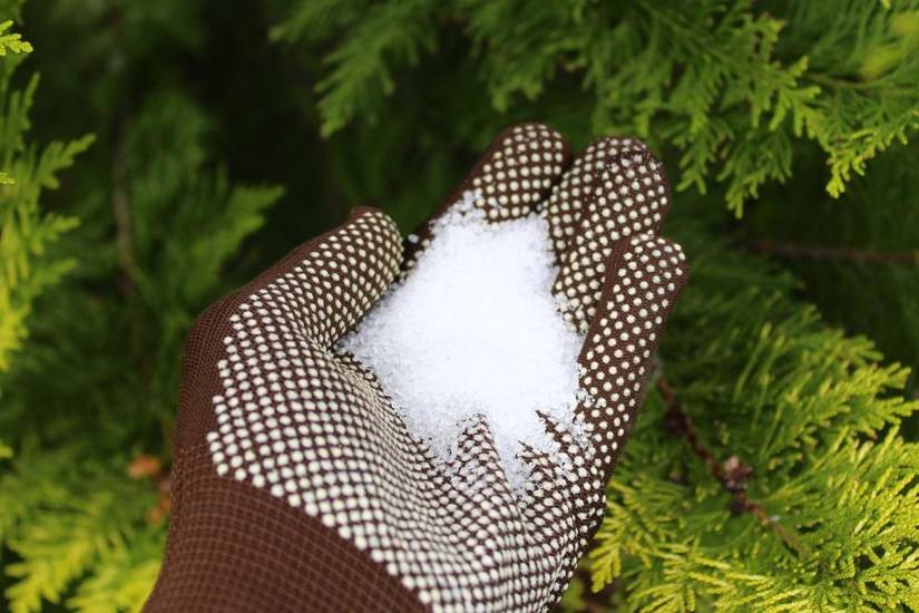 Why You Should Add Epsom Salt to Your Blueberry Bushes
