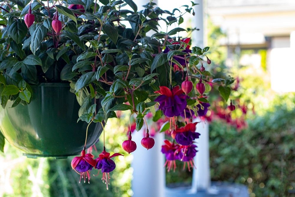 7 of the Best Flowers To Plant in Hanging Baskets