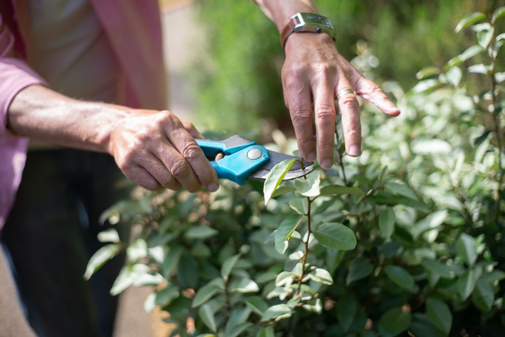Gardener using pruning shears to prune a plant
