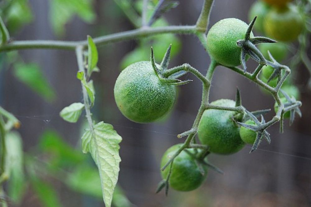 5 Ways to Prevent Powdery Mildew on Tomato Plants