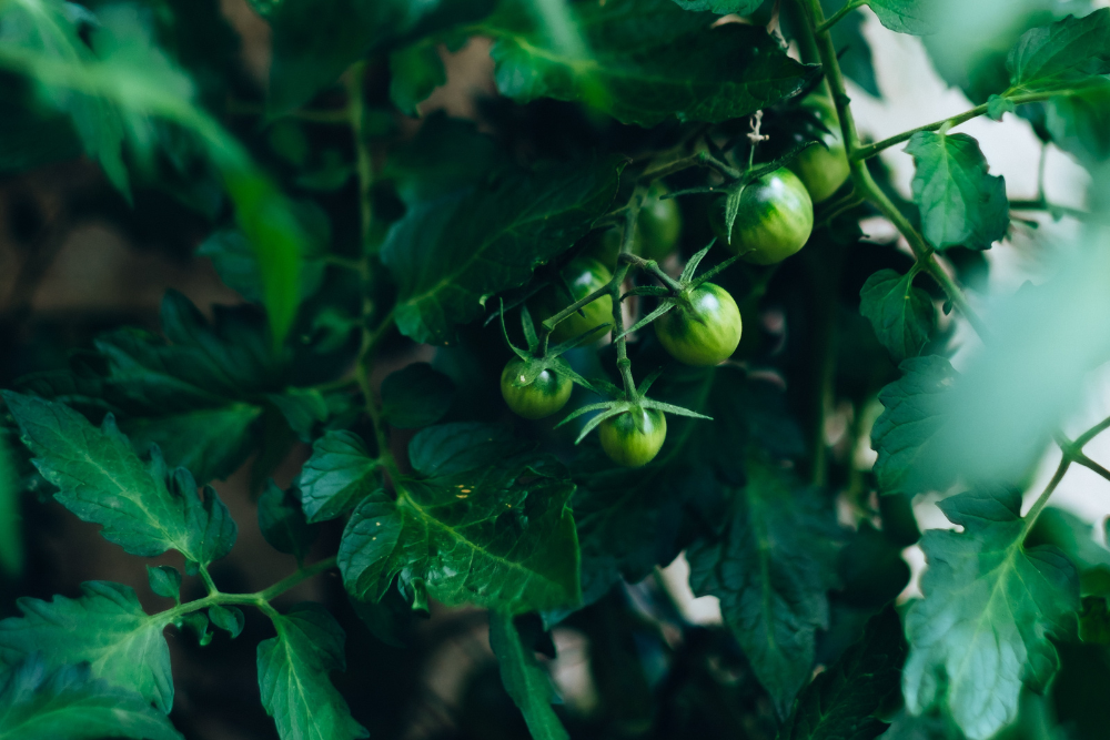 X Reasons Your Tomatoes Aren't Turning Red